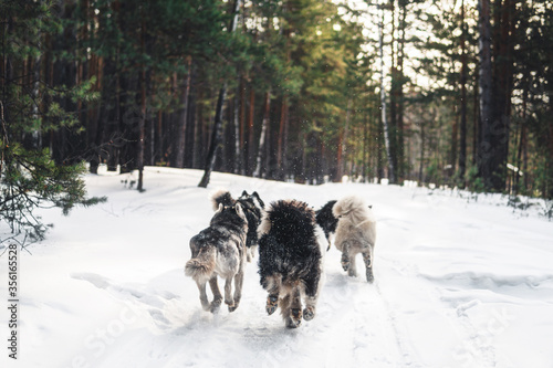 dogs running in the snow. Husky dogs are running through the winter forest.