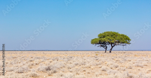 Fototapeta Naklejka Na Ścianę i Meble -  A tree in the middle of the african desert