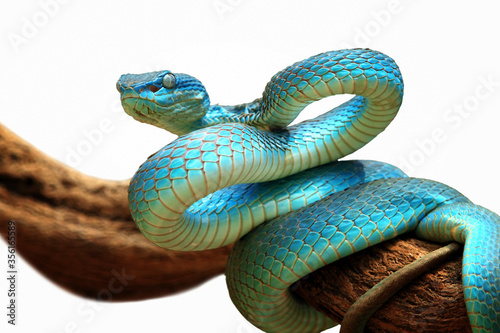 Viper snake with white background © kuritafsheen