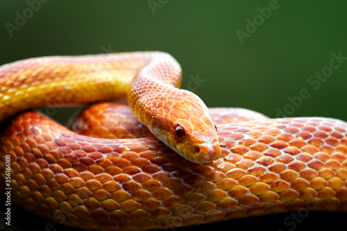 Red corn snake on branch, closeup snake