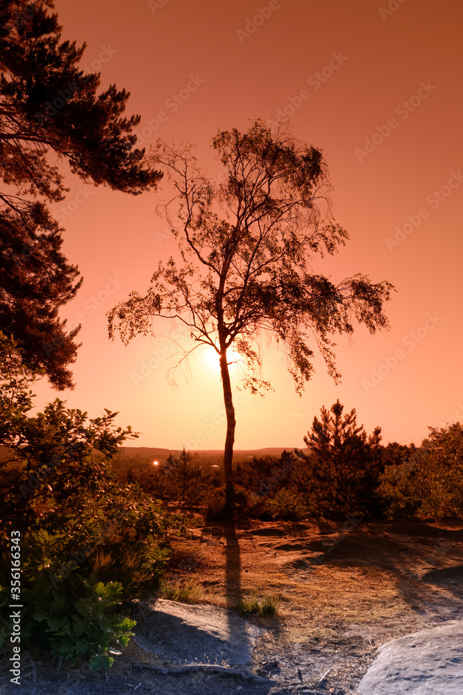 isolated tree in the hill of the Fontainebleau forest isolated tree in the hill of the Fontainebleau forest