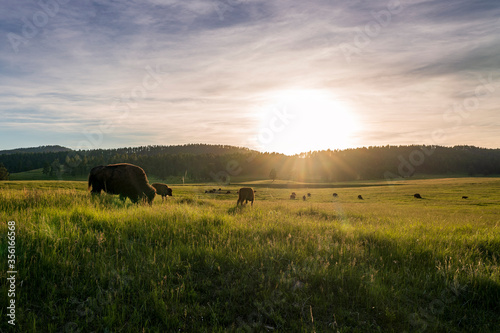 A herd of American Bison, or Buffalo, graze on the rolling hills of eastern Wyoming.