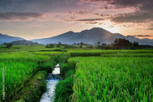 the beauty of rice fields in the morning with the green of rice in Kemumu, North Bengkulu, Indonesia photo