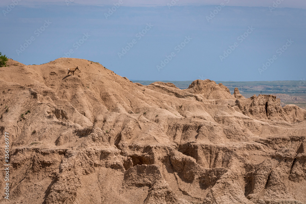 A Big Horn Sheep stands on the side of a steep cliff in the Badlands of South Dakota.