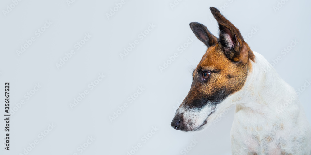 Portrait of a smooth fox terrier puppy in white backdrop. Copy space image of a dog's head, studio background Portrait of a smooth fox terrier puppy in white backdrop. Copy space image of a dog's head, studio background