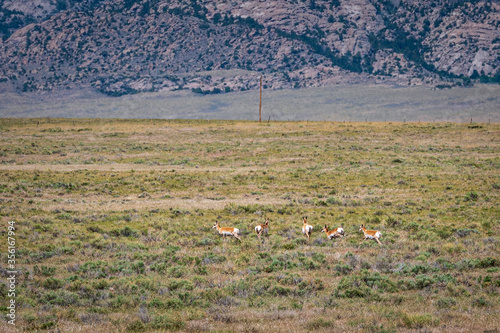 Antelope graze on the prairie in Wyoming.