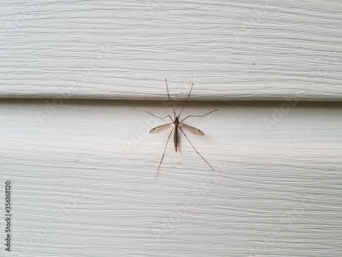 large insect with wings on white siding