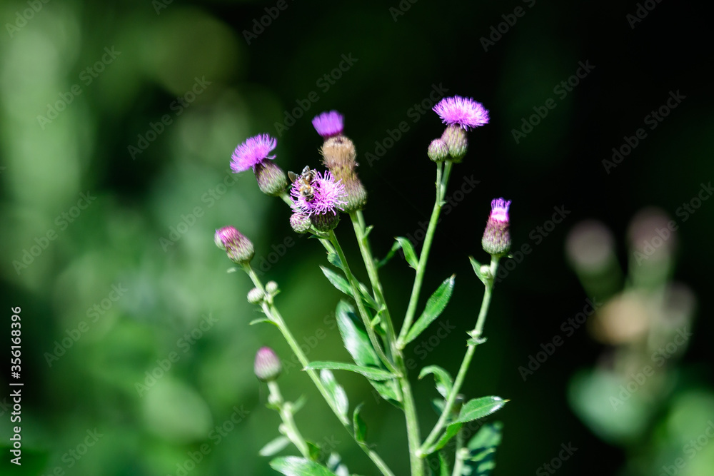 Delicate pink and purple flowers of Carduus nutans plant, commonly known as musk or nodding plumeless thistle, in a garden in a sunny summer day, national flower and symbol of Scotland, United Kingdom Delicate pink and purple flowers of Carduus nutans plant, commonly known as musk or nodding plumeless thistle, in a garden in a sunny summer day, national flower and symbol of Scotland, United Kingdom
