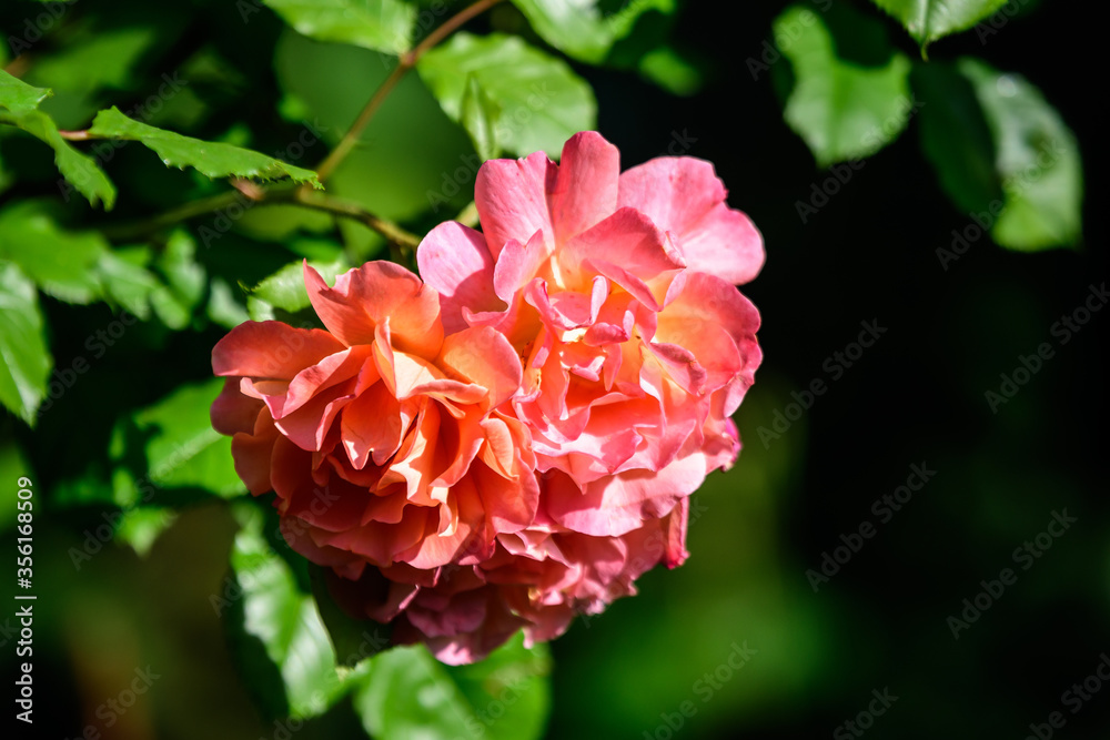 Fototapeta premium Close up of one delicate vivid pink magenta rose in full bloom and green leaves in a garden in a sunny summer day, beautiful outdoor floral background photographed with soft focus.