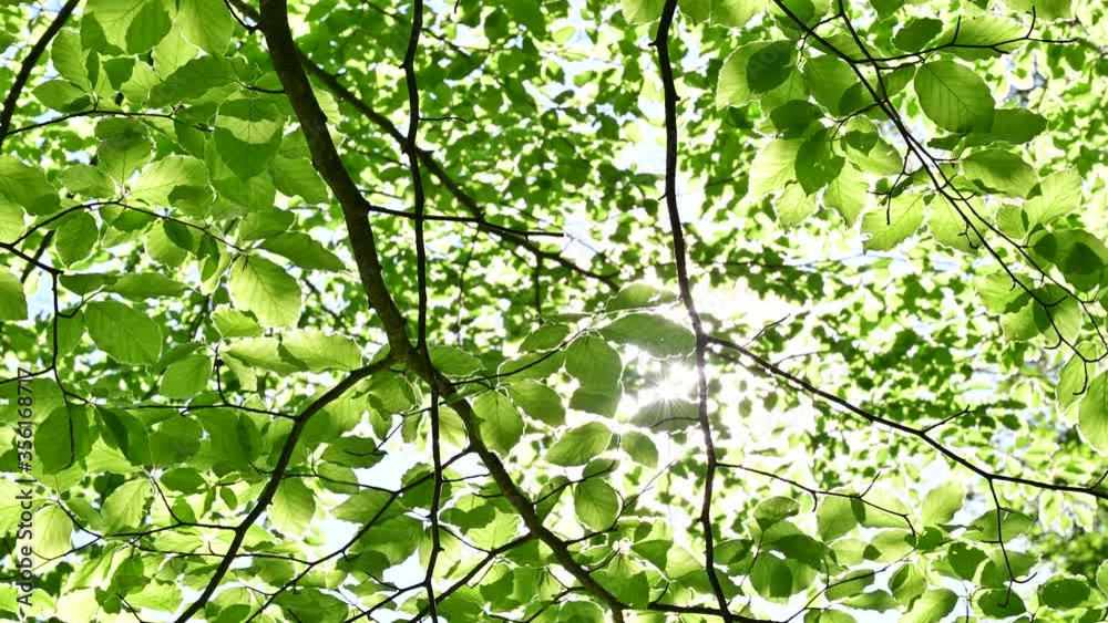 sun shining through green leaves in beech forest - clean environment and freedom conceptual footage sun shining through green leaves in beech forest - clean environment and freedom conceptual footage