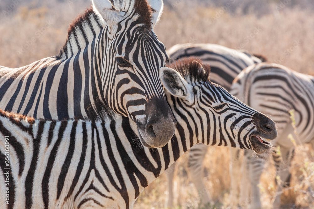 A mother zebra with her baby 