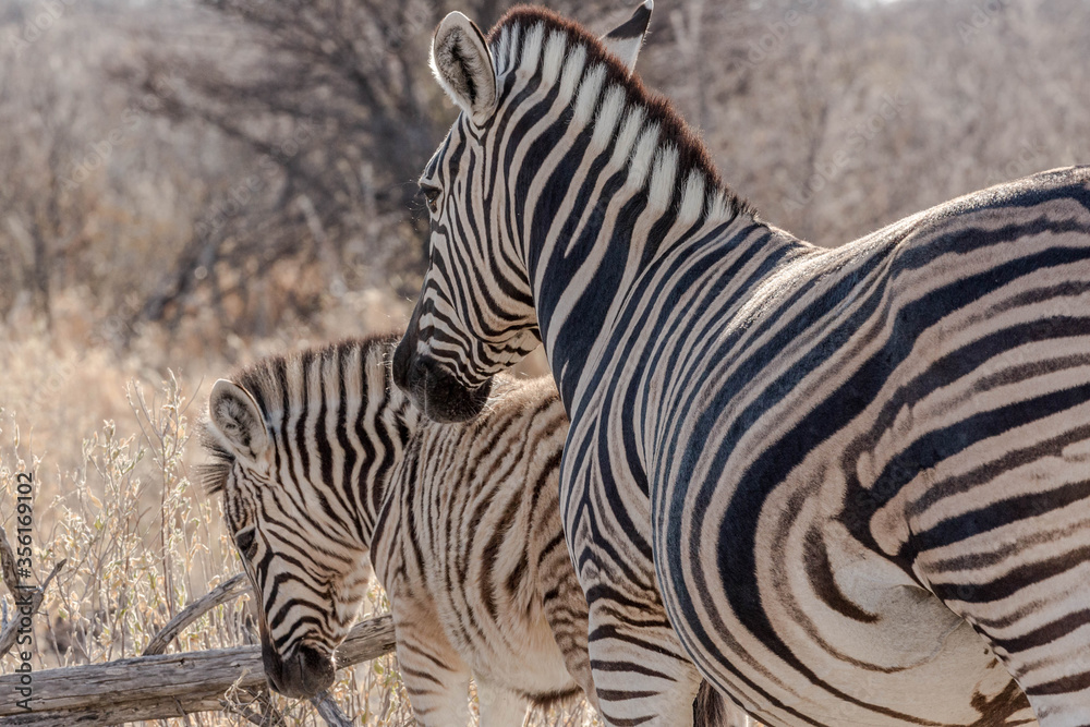 A mother zebra with her baby A mother zebra with her baby