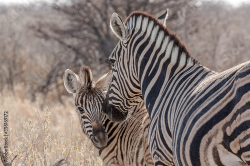 A mother zebra with her baby 