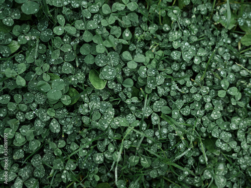 Clover. View from above. Leaves are covered with droplets of water. It has rained. Place for text. Green grass and dandelion leaves are also visible. Lawn. Nature.