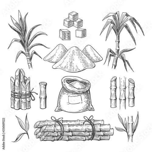 Sugar cane sketch