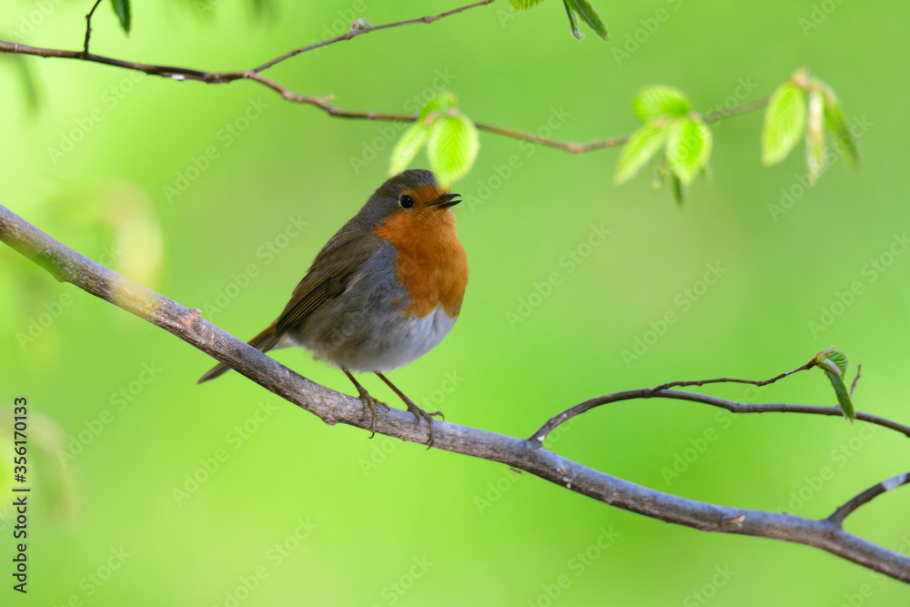 Rotkehlchen (Erithacus rubecula) Rotkehlchen (Erithacus rubecula)