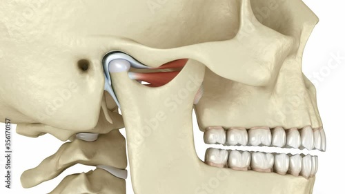 TMJ: The temporomandibular joints. Healthy occlusion anatomy. Medically accurate 3D animation of human teeth and dentures concept