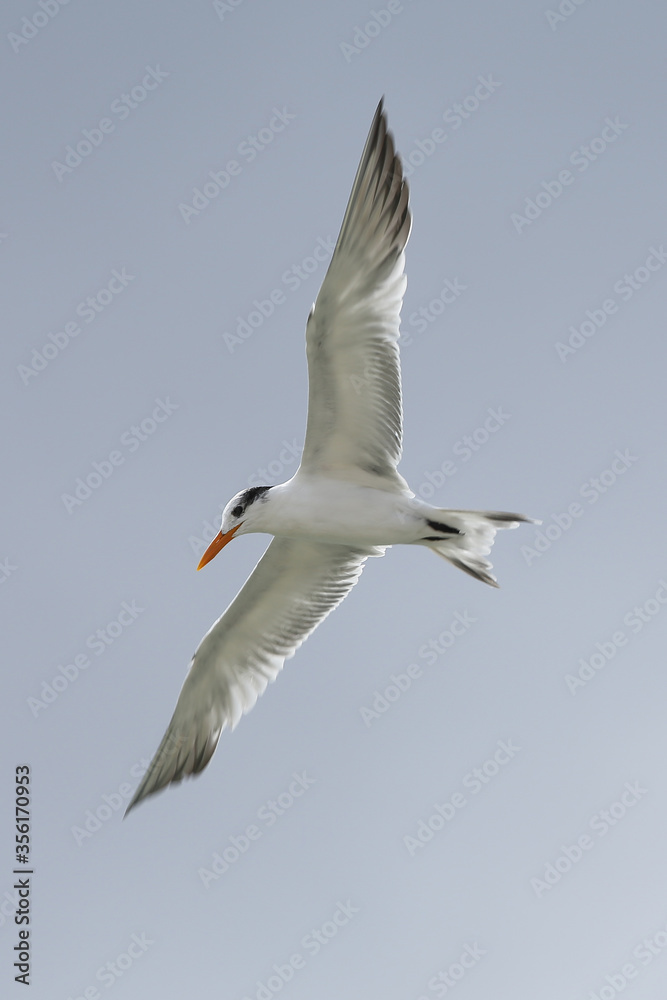 Obraz premium seagull in flight, tern in flight