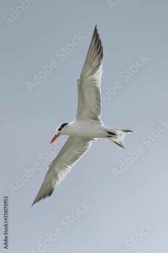 seagull in flight, tern in flight