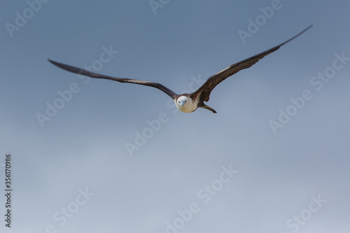 great frigatebird in flight