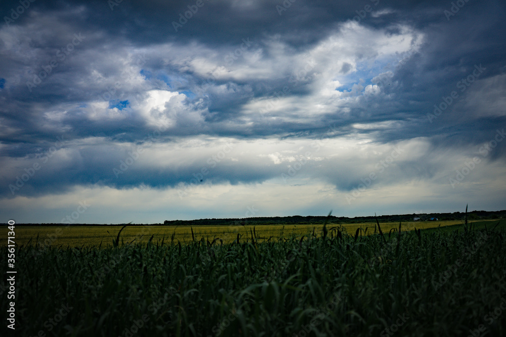 Fototapeta premium field and sky