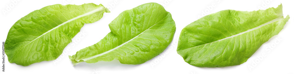 Obraz premium Set of lettuce green leaf salad isolated on white background