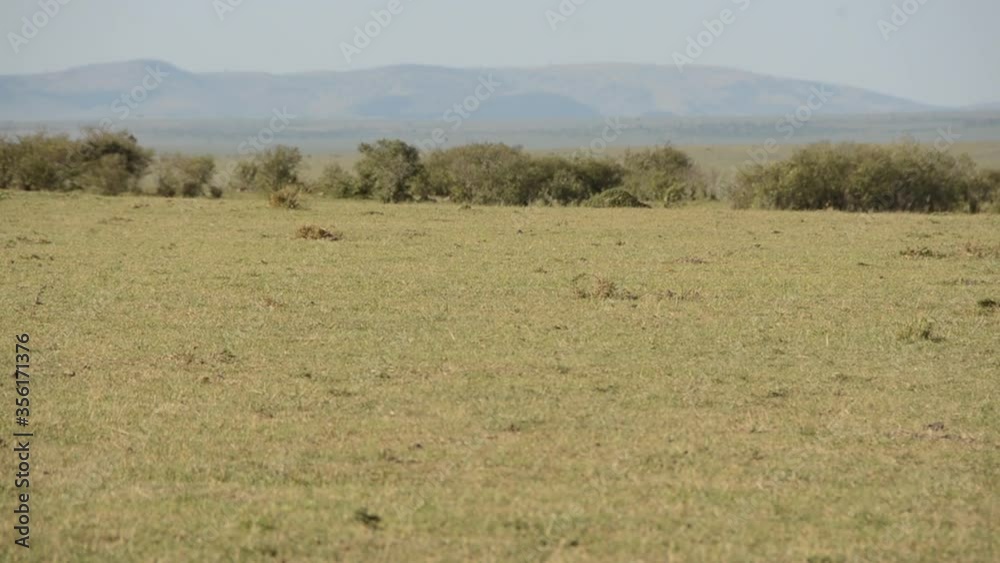 A male Lion walking in the plains of Masai Mara national reserve during a wildlife safari A male Lion walking in the plains of Masai Mara national reserve during a wildlife safari