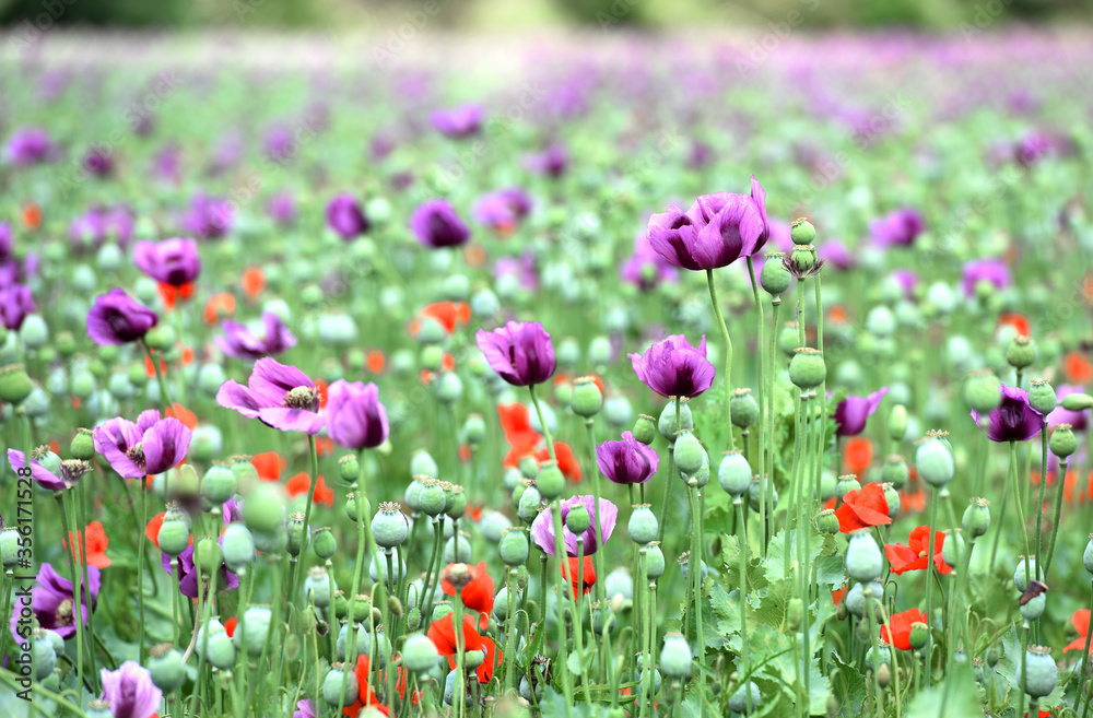 Amazing red or purple flowers of poppy in the field. Czech republic, Europe. Amazing red or purple flowers of poppy in the field. Czech republic, Europe.