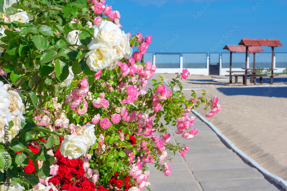 alley with roses , garden with roses at the seaside , walking path to the sea