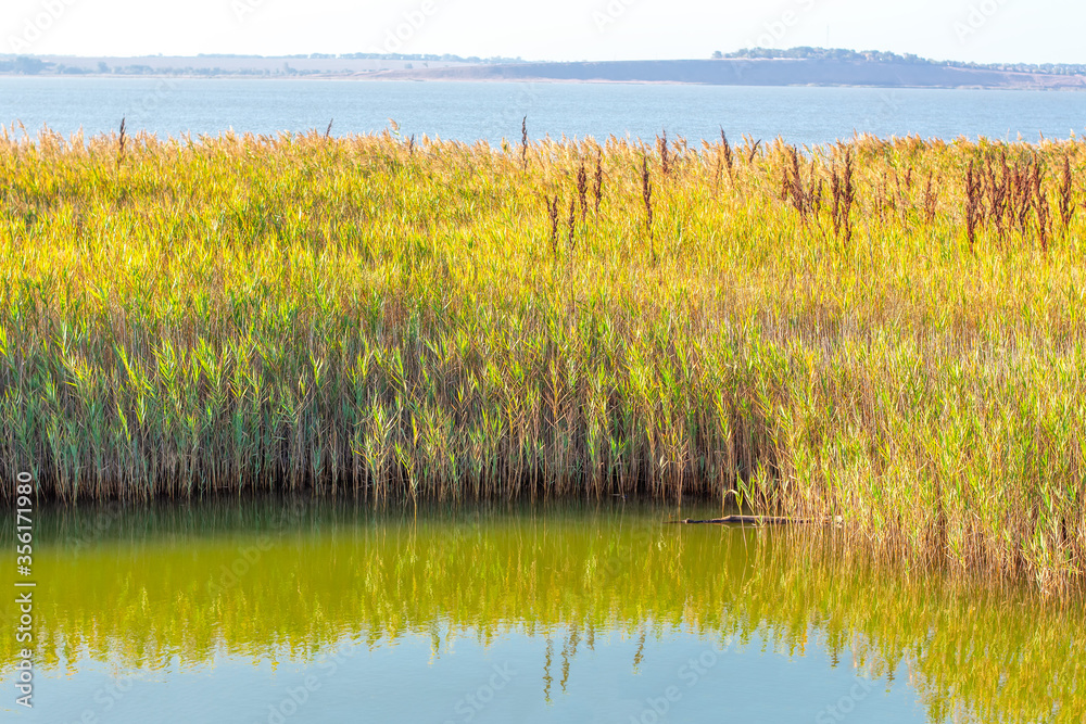 swamp water with reed , place for fishing swamp water with reed , place for fishing