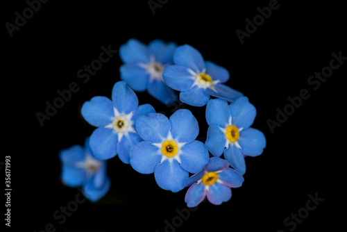 macro of blue forget me not on black background