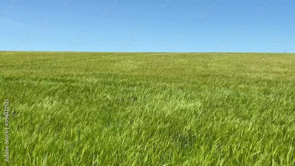 Wind blowing over a beautiful green field under a bright blue summer sky Wind blowing over a beautiful green field under a bright blue summer sky