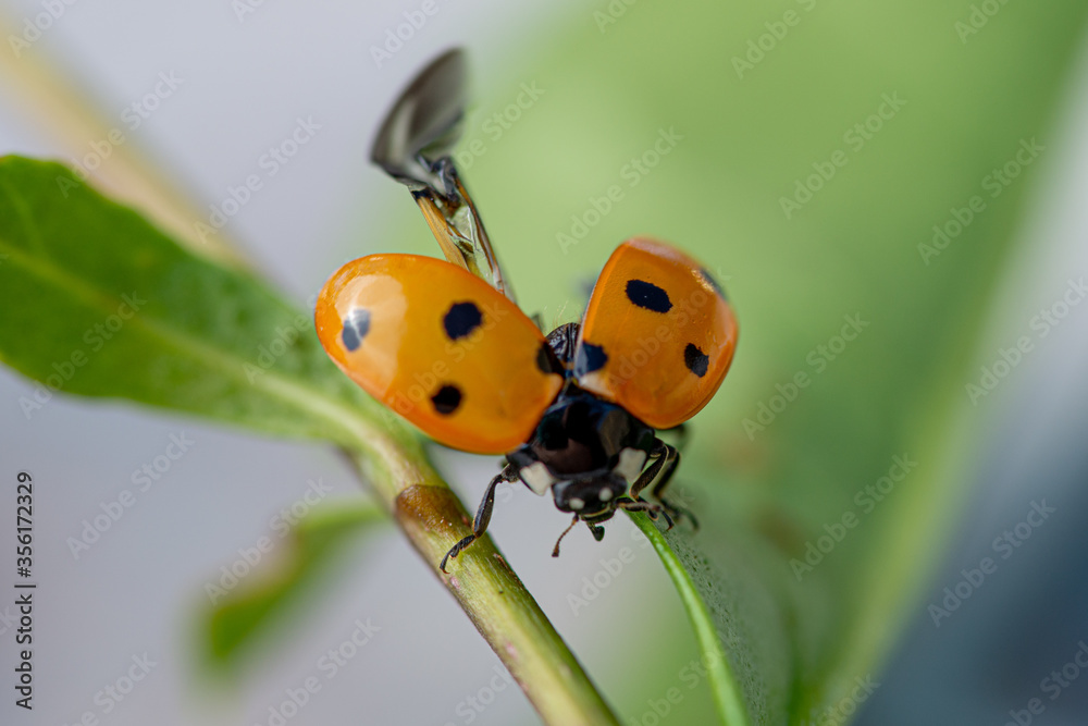 Fototapeta premium Ladybird elytra open ready to fly