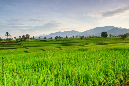 the view of the rice fields on a beautiful morning with a beautiful blue mountain in Bengkulu 