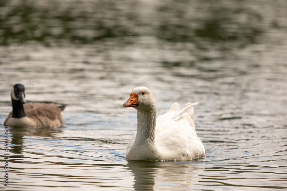 Obraz premium geese on the water