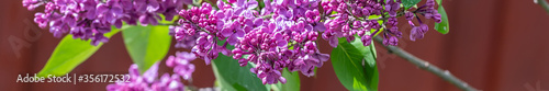 Macro image of spring purple lilac flowers, abstract soft floral background.