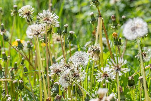 dandelion in green grass