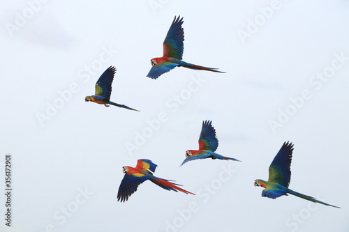 Five macaw parrots flying in a flock
