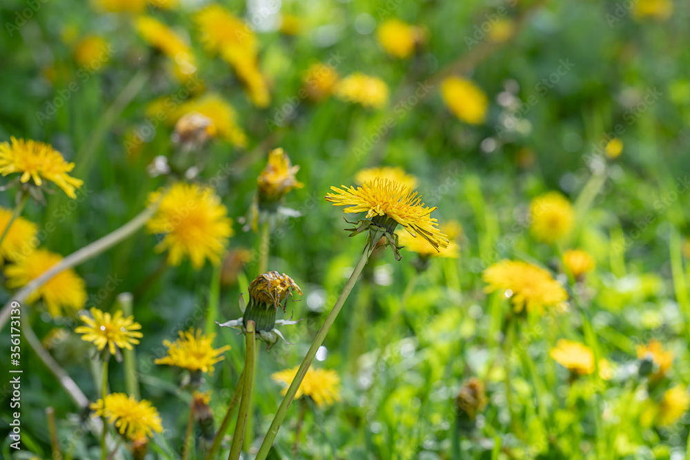 dandelion in green grass dandelion in green grass