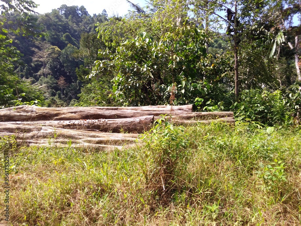Obraz premium wooden log in the jungle