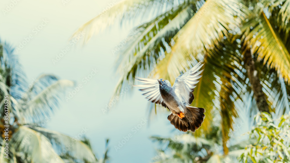 Fototapeta premium Pigeon flying against colorful background