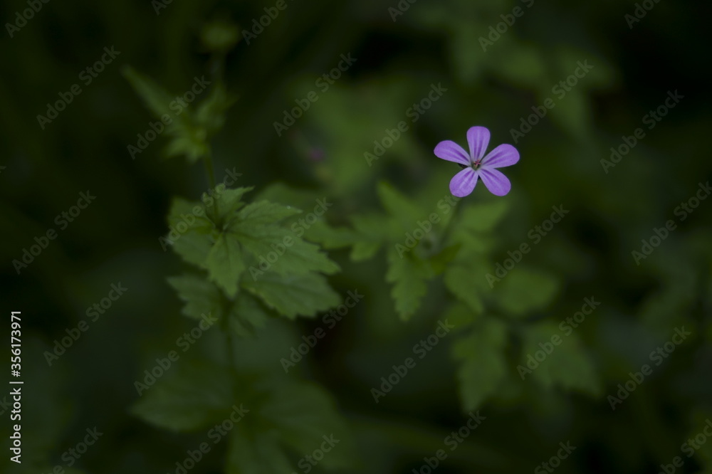 Obraz premium Background with purple wildflower, Little-Robin, Geranium purpureum 