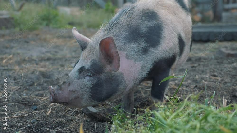 Funny, curious domestic pigs run around in the barnyard, digging manure with their nose, looking for food. Family business, agricultural farm. Funny, curious domestic pigs run around in the barnyard, digging manure with their nose, looking for food. Family business, agricultural farm.