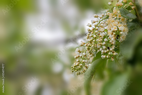 Close up of the blooming white flowers of Prunus padus, known as bird cherry, hackberry, hagberry