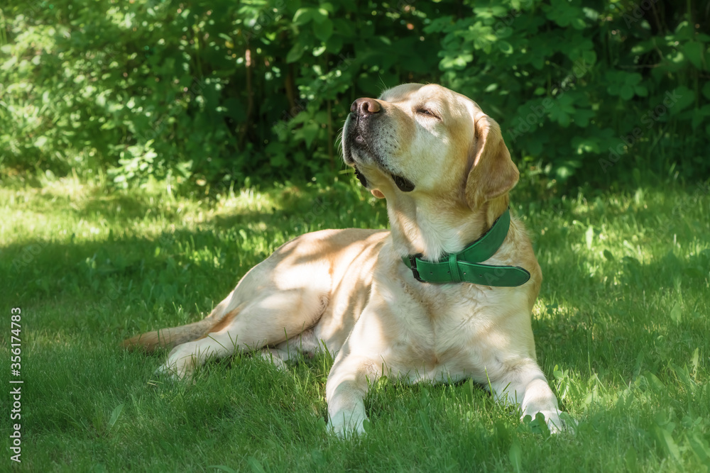 Adorable white labrador retriever lies on the grass