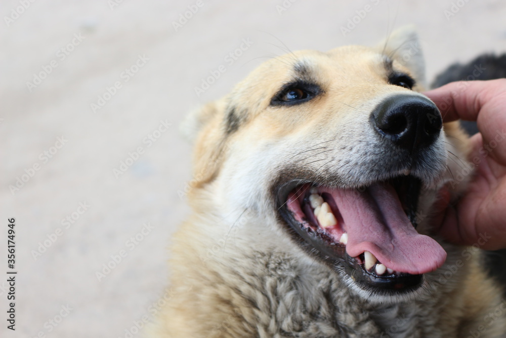 Muzzle of a smiling dog with his tongue hanging out
Muzzle of a smiling dog with his tongue hanging out