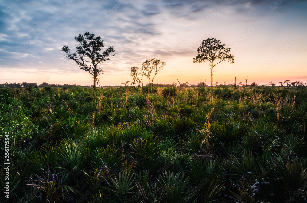 Obraz premium Shrub-like palms in the foreground of a sunlit pine prairie. Myakka River State Park.