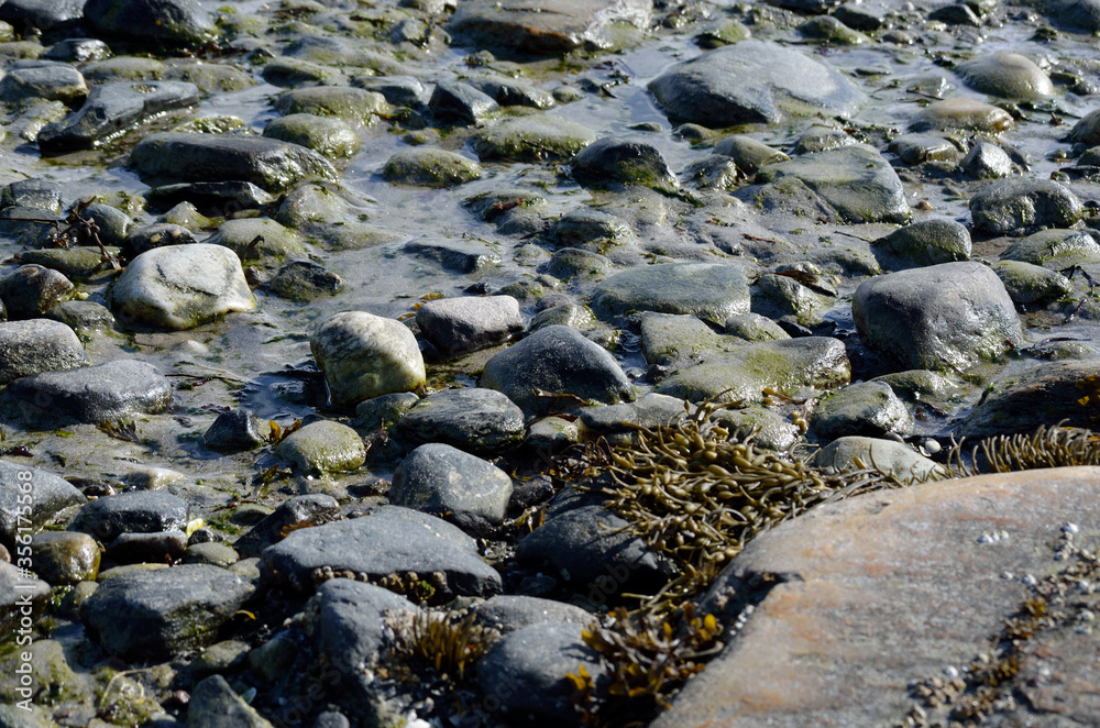 muddy rocky sea shore in sunshine muddy rocky sea shore in sunshine
