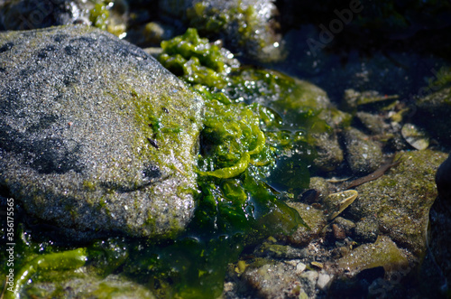 vibrant seaweed on sunny sea shore