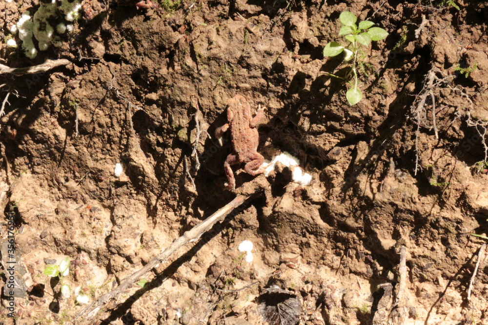 A small brown toad moves on the ground and moss in the spring forest
A small brown toad moves on the ground and moss in the spring forest
